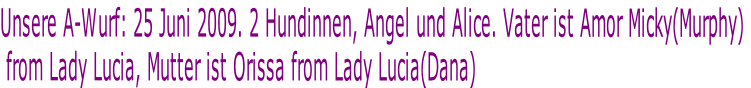 Unsere A-Wurf: 25 Juni 2009. 2 Hundinnen, Angel und Alice. Vater ist Amor Micky(Murphy)
 from Lady Lucia, Mutter ist Orissa from Lady Lucia(Dana)
